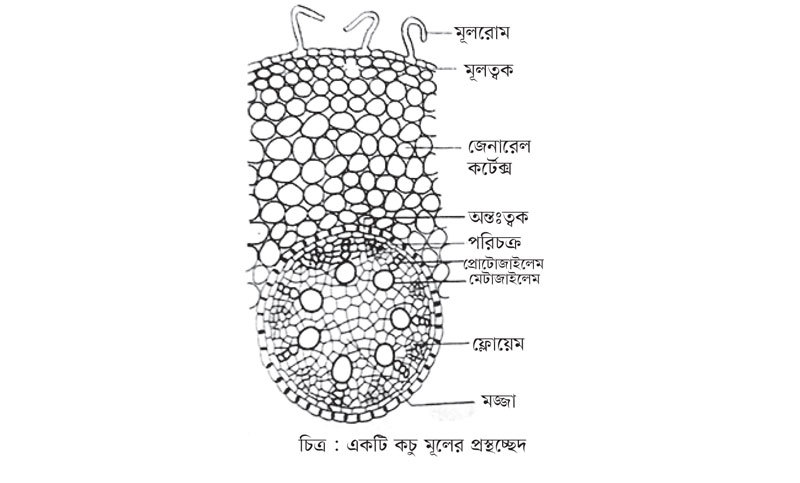 একাদশ-দ্বাদশ শ্রেণি ► জীববিজ্ঞান প্রথম পত্র
