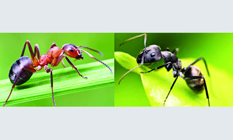 পিপীলিকা