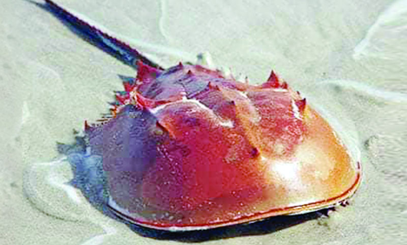 রাজ কাঁকড়া