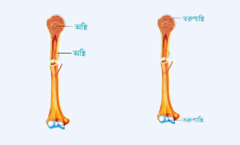 এসএসসি বিশেষ প্রস্তুতি - জীববিজ্ঞান