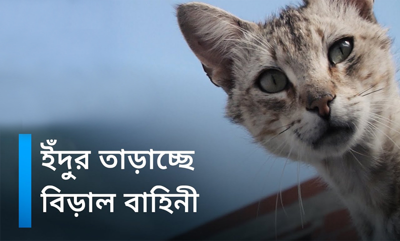 ইঁদুর তাড়াতে বিড়াল বাহিনী