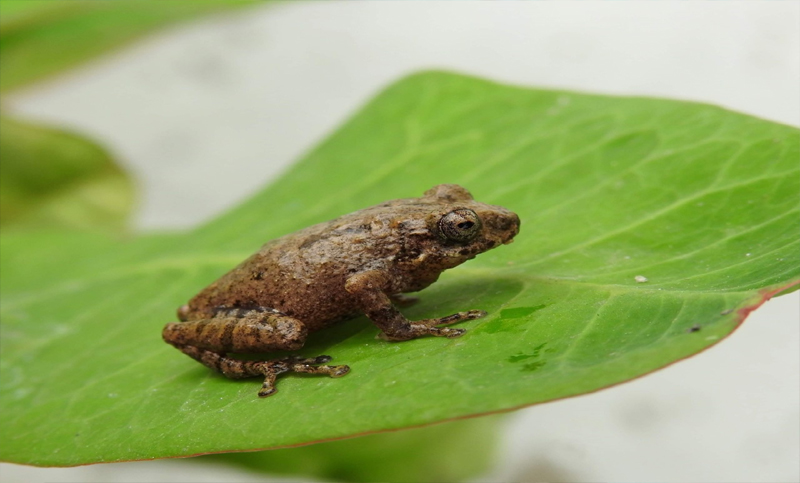 ব্যাঙের নতুন প্রজাতির সন্ধান