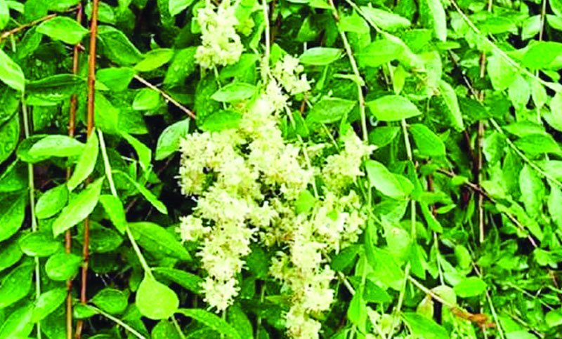 জানা-অজানা : মেহেদি গাছ