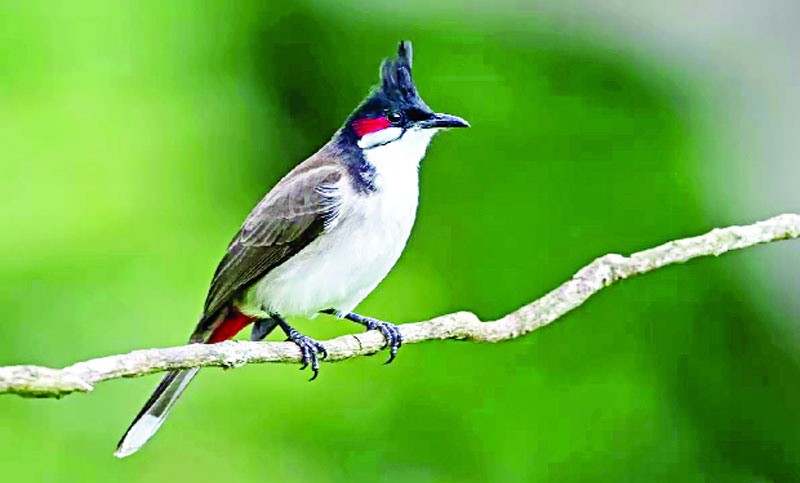 বুলবুলি
