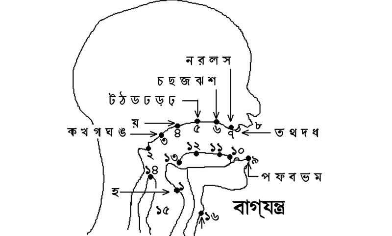 বাগযন্ত্রের পরিচয়