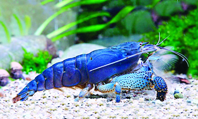 চিংড়ি