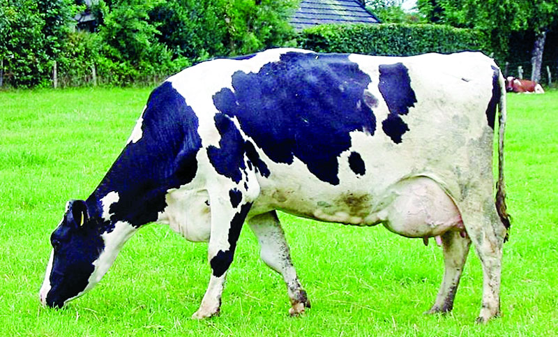 হোলস্টাইন ফ্রিজিয়ান গাভি
