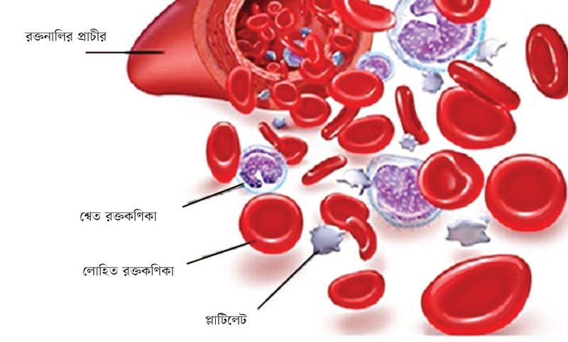 রক্তের কথা