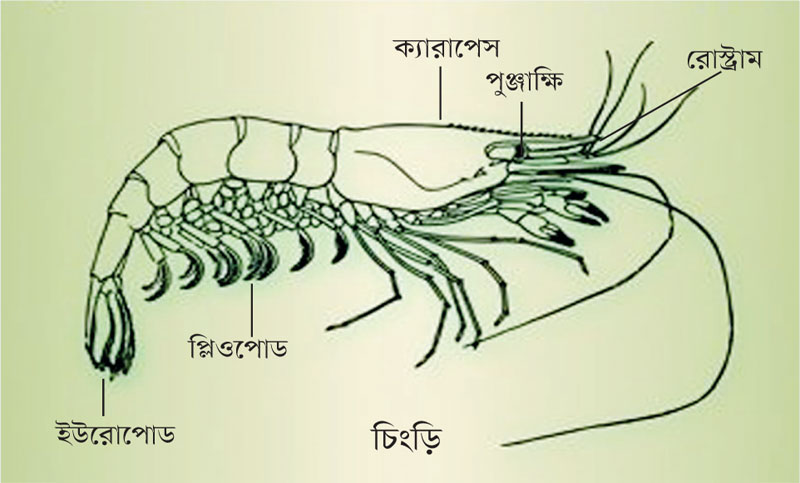 বিজ্ঞান