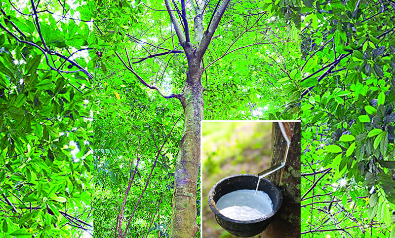 রাবার গাছ