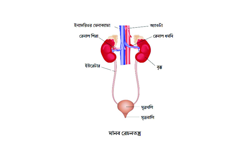 নবম-দশম শ্রেণি । জীববিজ্ঞান