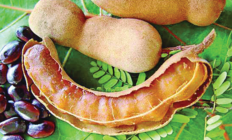 তেঁতুল