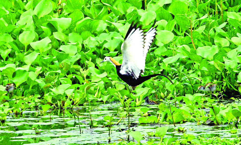 জলময়ূরী