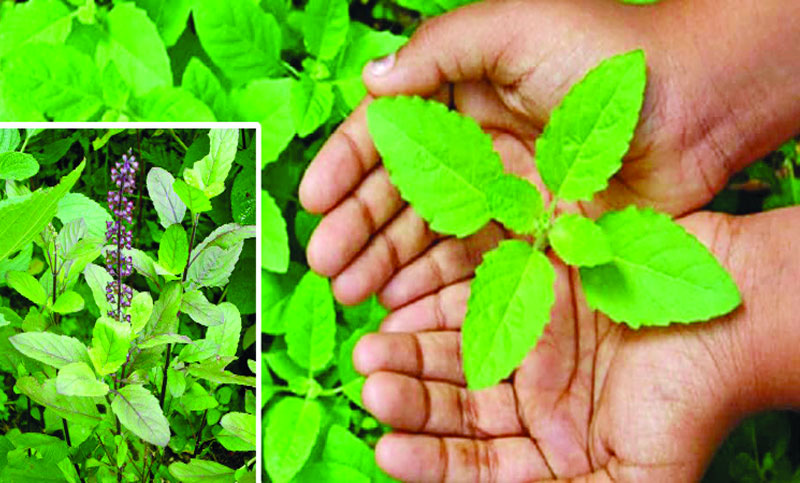 তুলসী