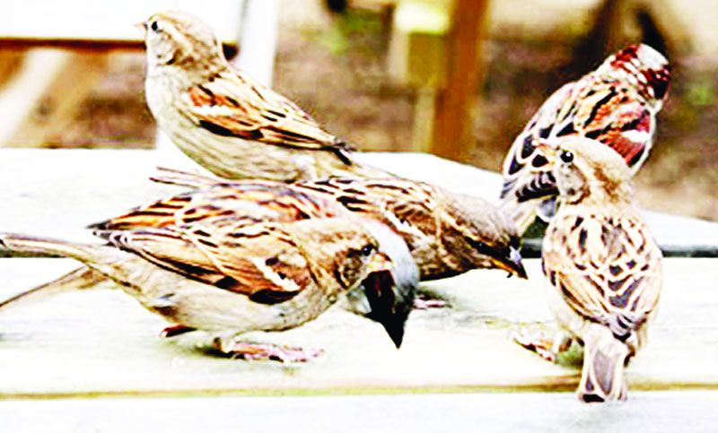 চড়ুই