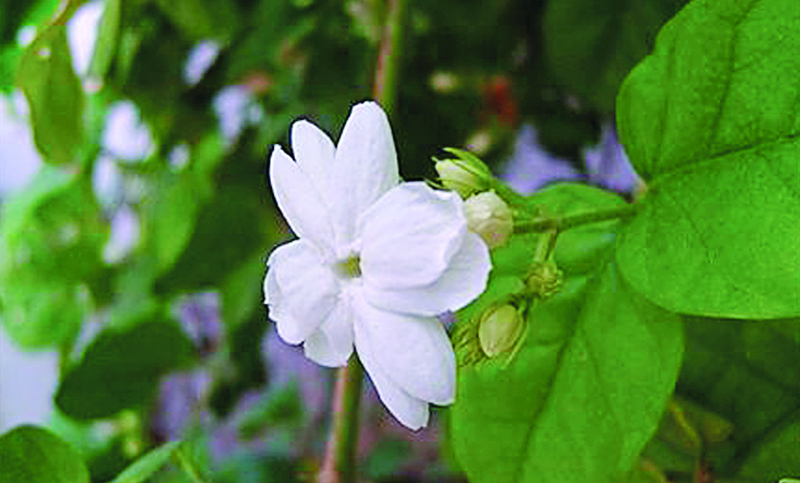 বেলি ফুল