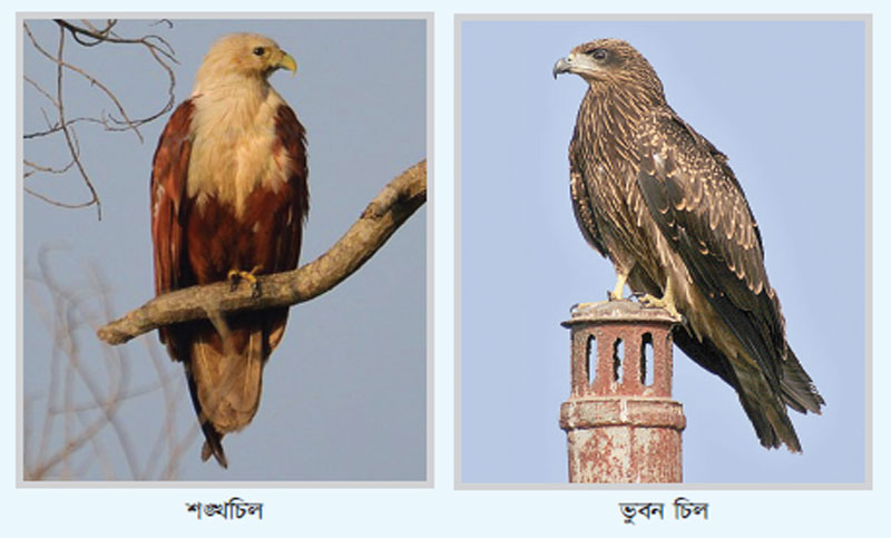 চিল