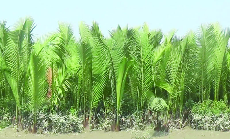 গোলপাতা