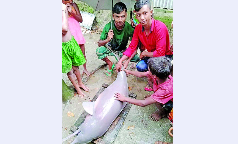 চর্বির লোভে শুশুকটি কেটে টুকরা টুকরা