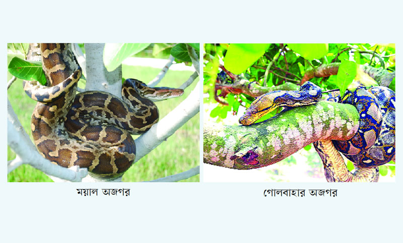 অজগর