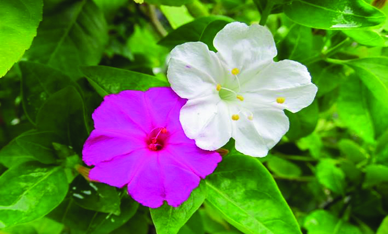 সন্ধ্যামালতি