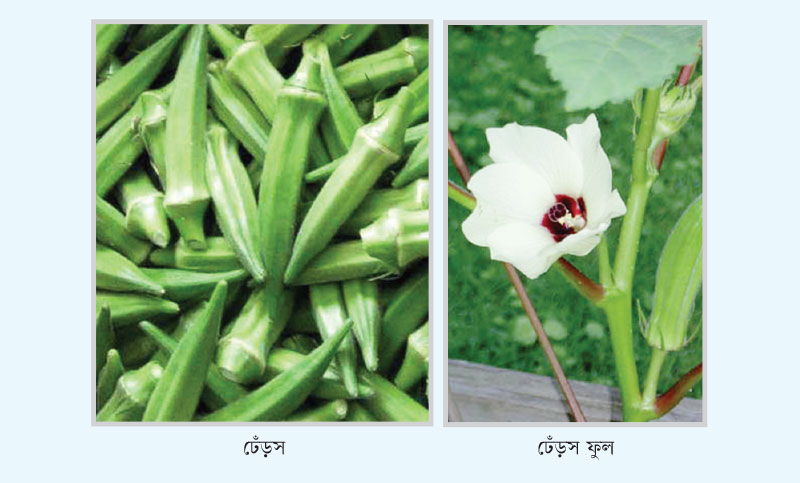 ঢেঁড়স