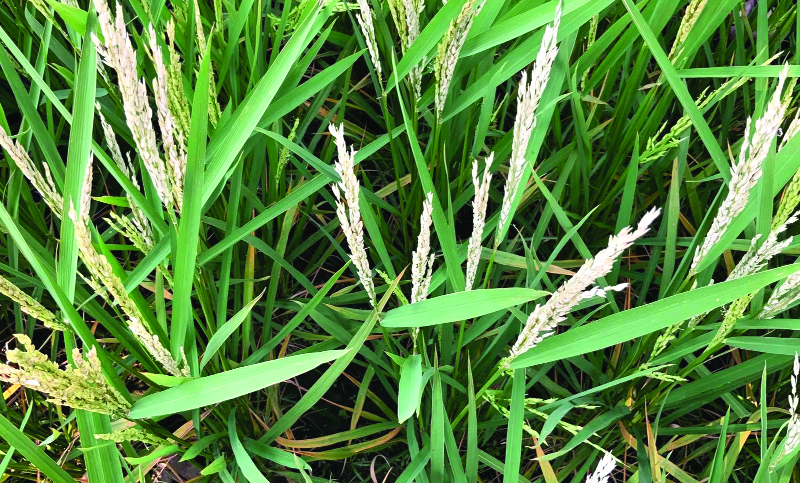 বিরূপ প্রকৃতি