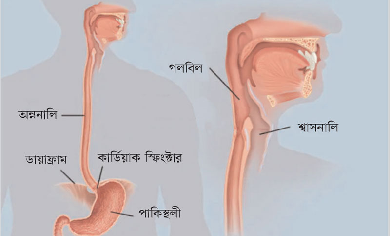 অন্ননালি