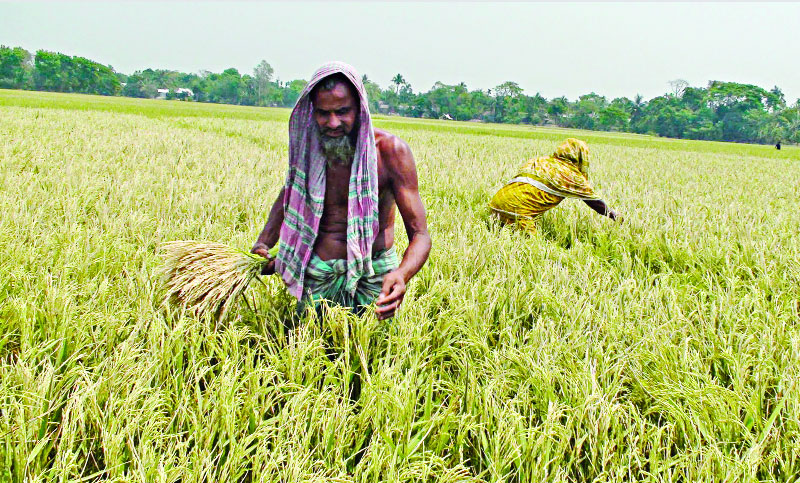 ৫১ হাজার হেক্টরের ধান চিটা