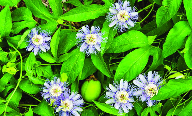 ঝুমকো লতা