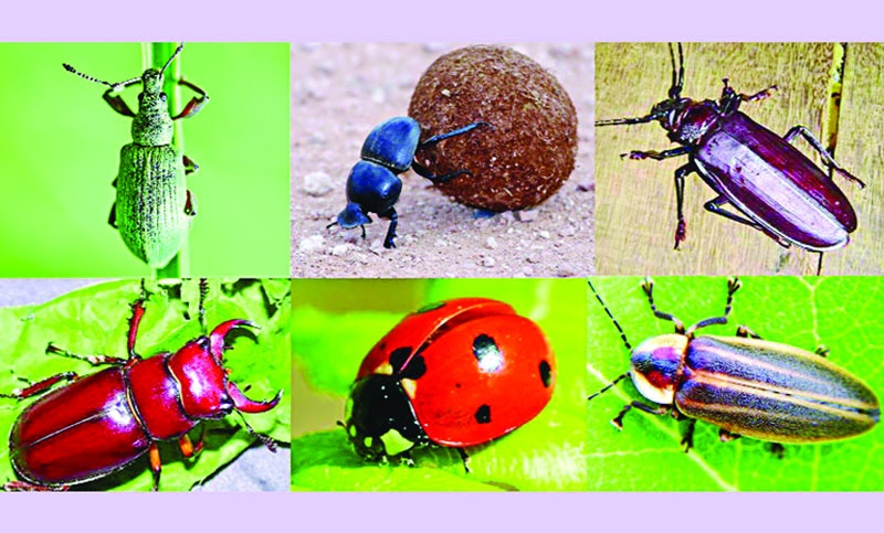 গুবরে পোকা