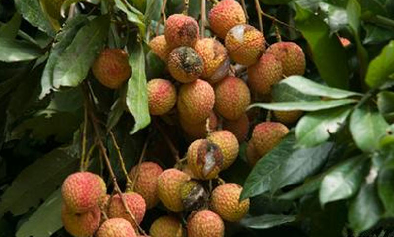 গাছেই ফেটে যাচ্ছে লিচু