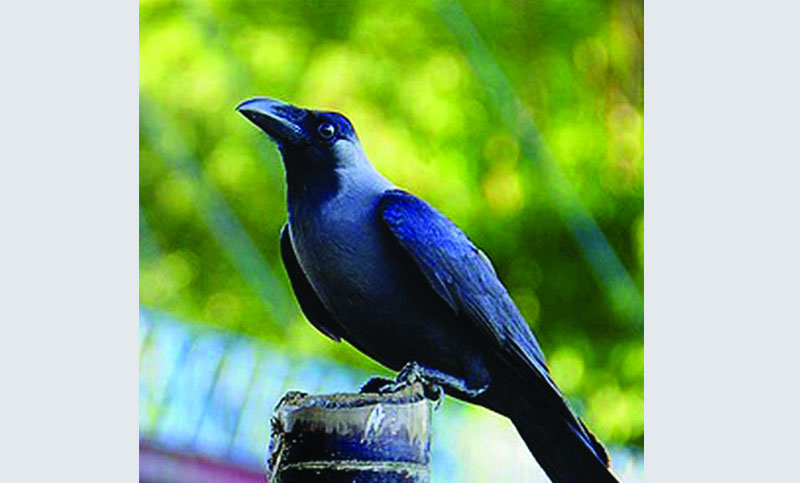 কাক