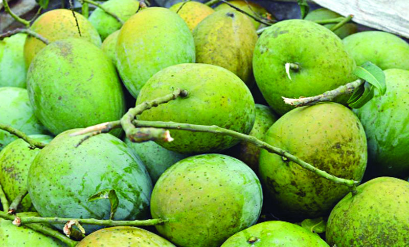 আমের দরপতনে দিশাহারা চাষি