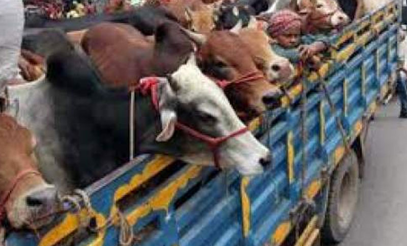 চাঁদা না দিলে গরুর ট্রাক নড়ে না