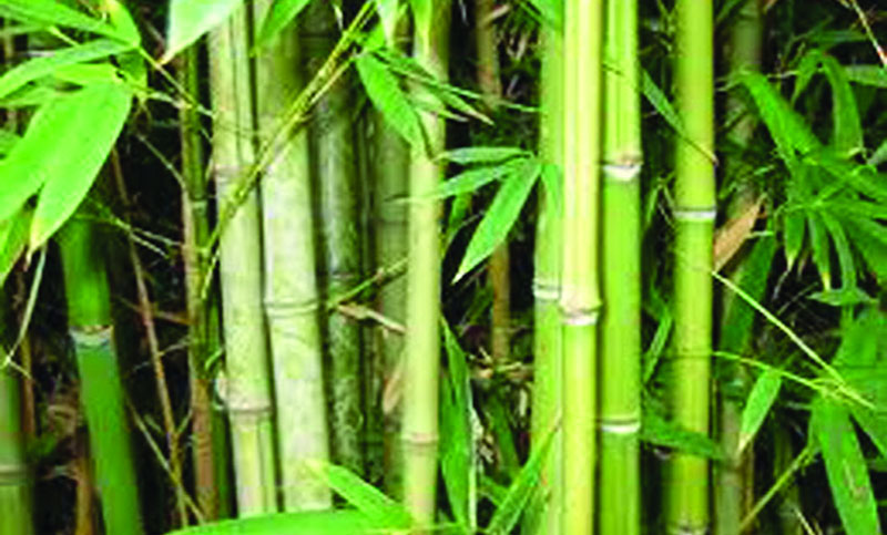 বাঁশঝাড়