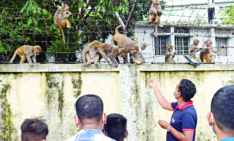 বানরের দল