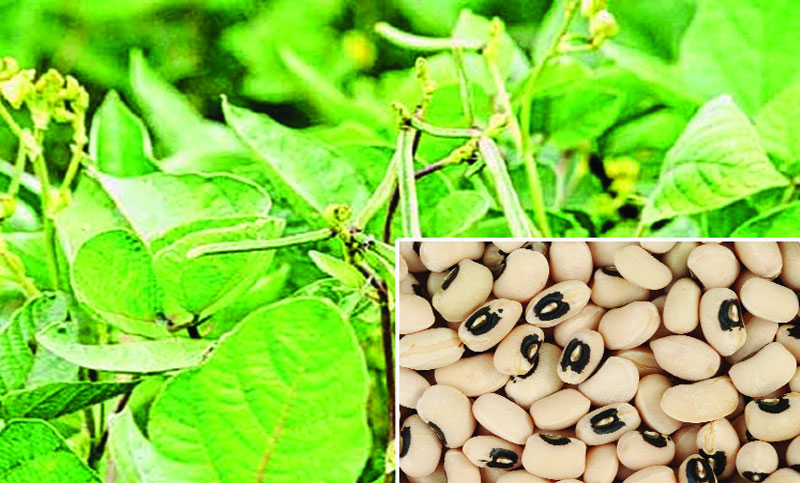 ফেলন ডাল
