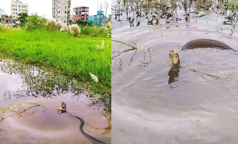 কাশবনে যাচ্ছেন, সাবধান! 