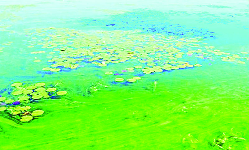 শৈবাল
