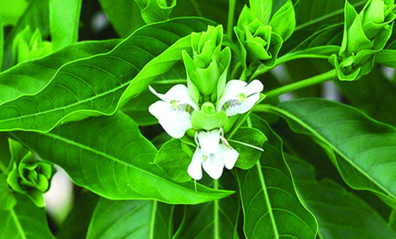 বাসক