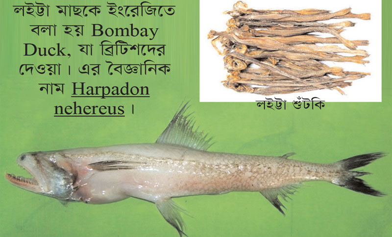 লইট্টা মাছ