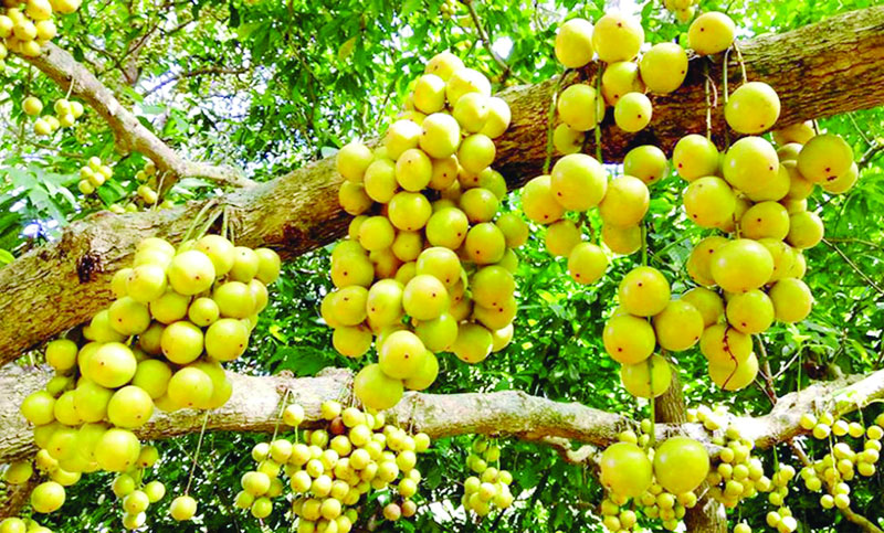 লটকন