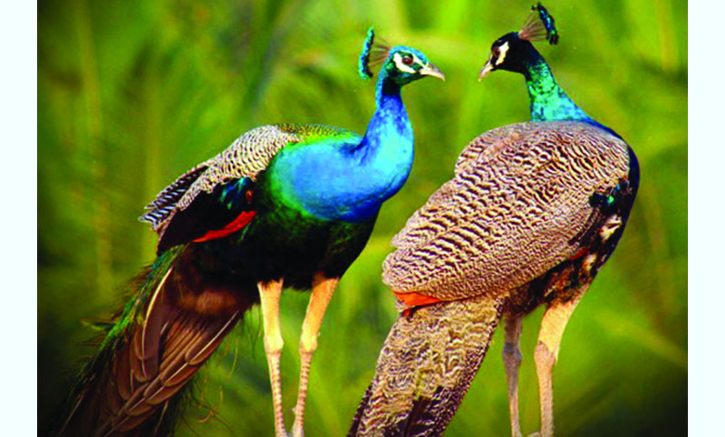 ময়ূর