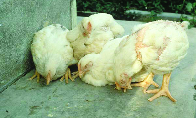 রানীক্ষেত