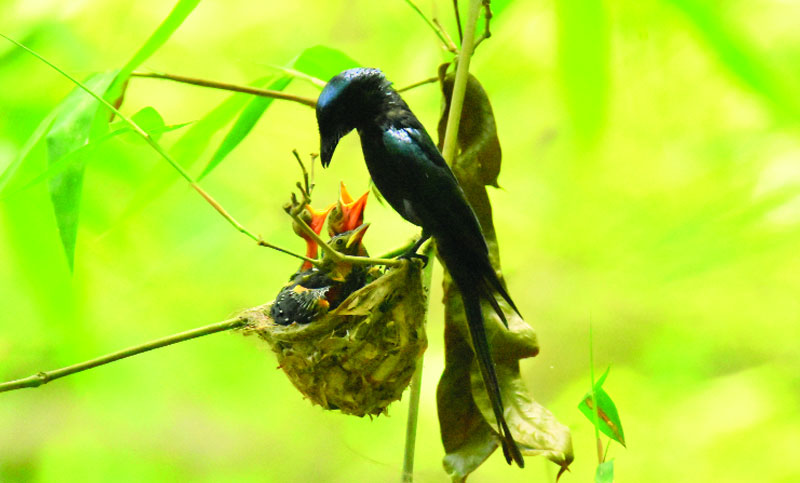 ফিঙে