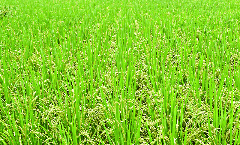 
কৃষকের মাঠজুড়ে জিংকসমৃদ্ধ বঙ্গবন্ধু ধান-১০০