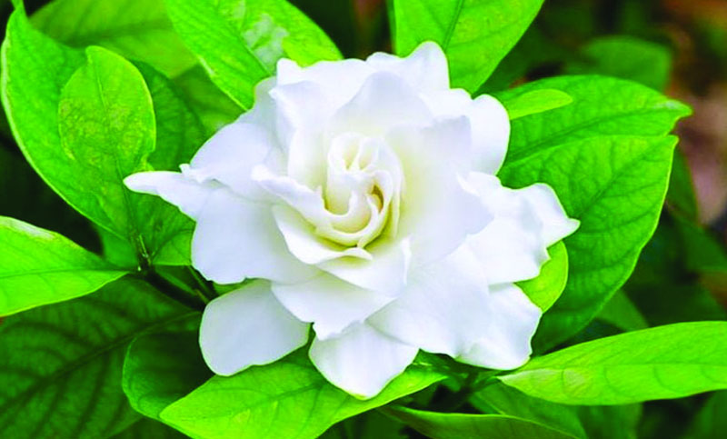 গন্ধরাজ