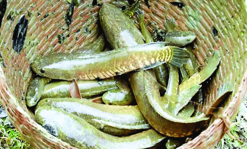 এবার শোল মাছের কৃত্রিম প্রজনন কৌশল উদ্ভাবন