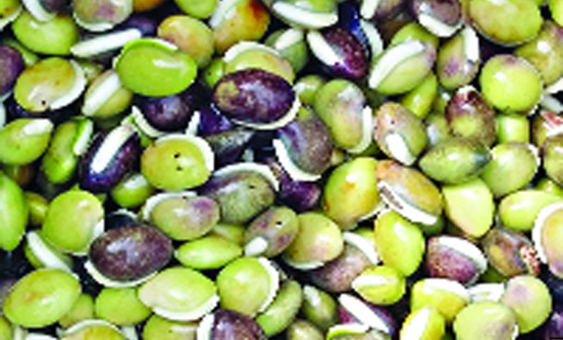 ১২ দেশে যাচ্ছে শিমের বিচি